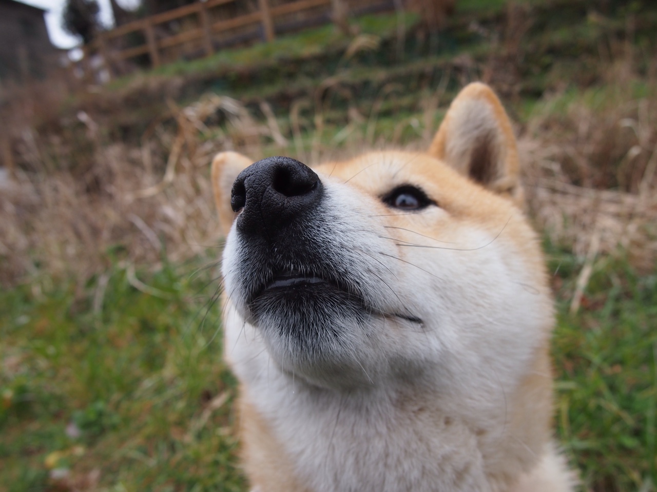 九游登录平台-非洲雄狮折戟巴斯克，奥斯梅恩关键一击，皇家社会战术击溃塞内加尔
